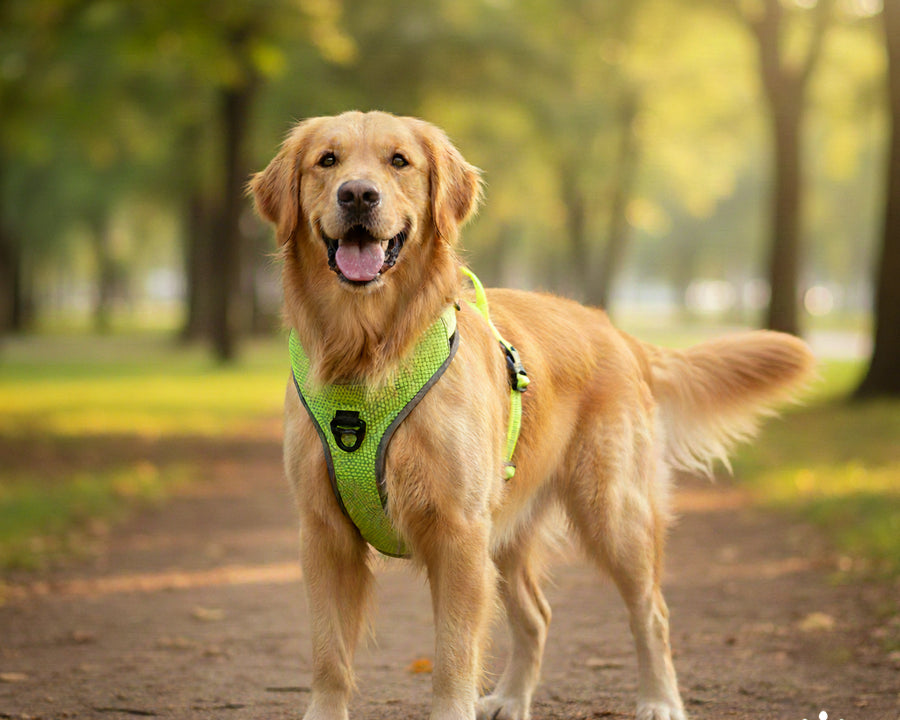 Elite Pets Harnes Reflective Ajustable pour Chien